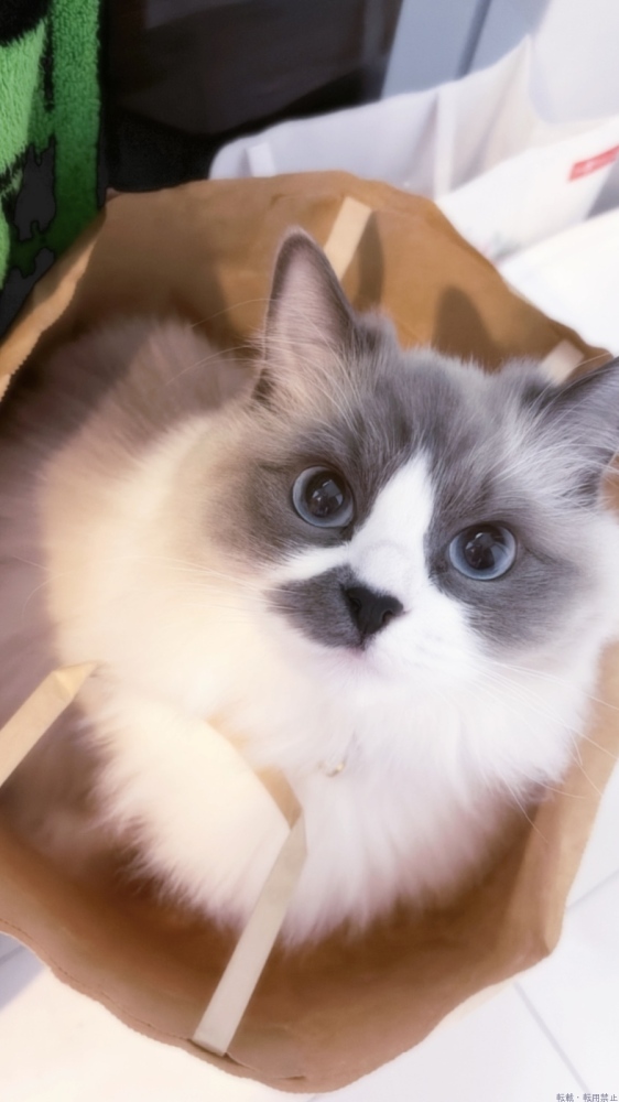 女の子ブログ画像