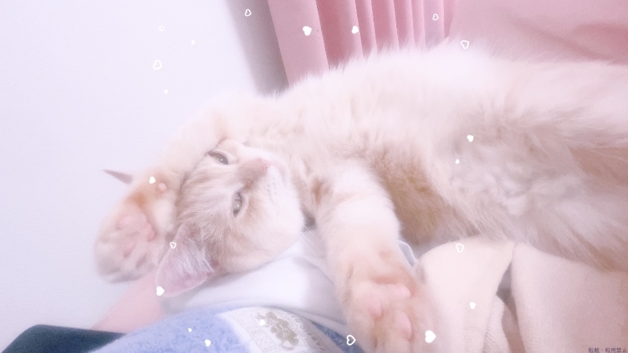 女の子ブログ画像