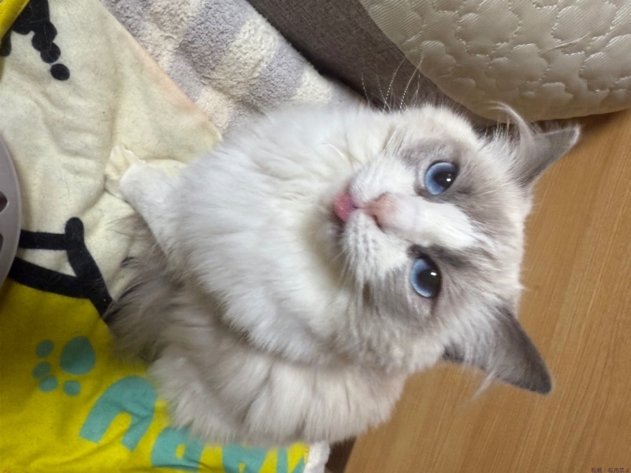 女の子ブログ画像