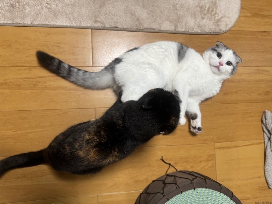 新着女の子ブログ画像