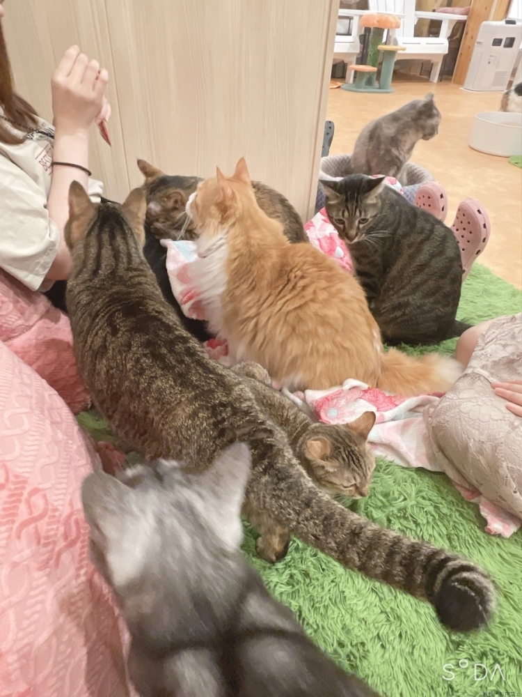 女の子ブログ画像