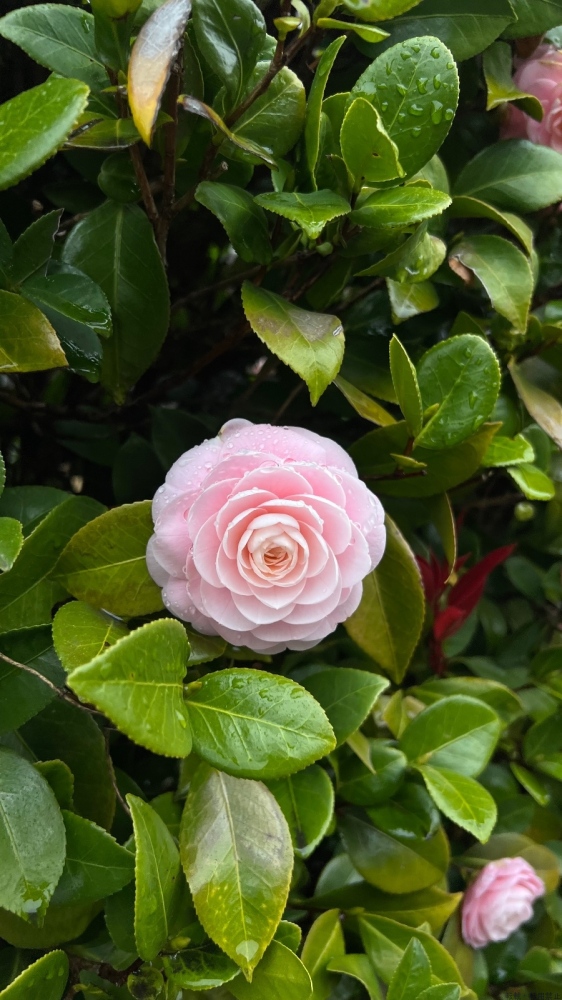 女の子ブログ画像