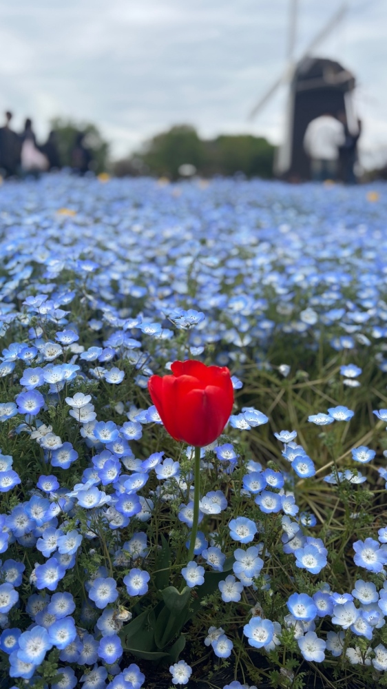 女の子ブログ画像