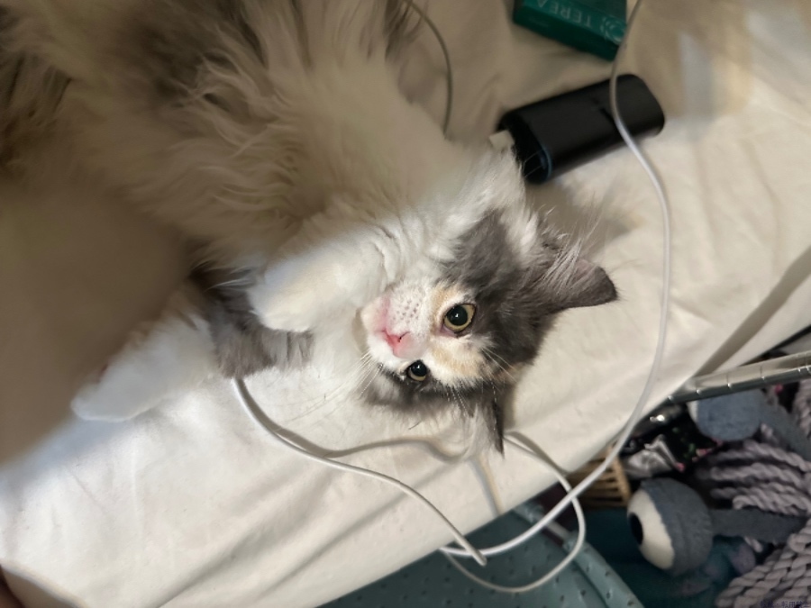 女の子ブログ画像