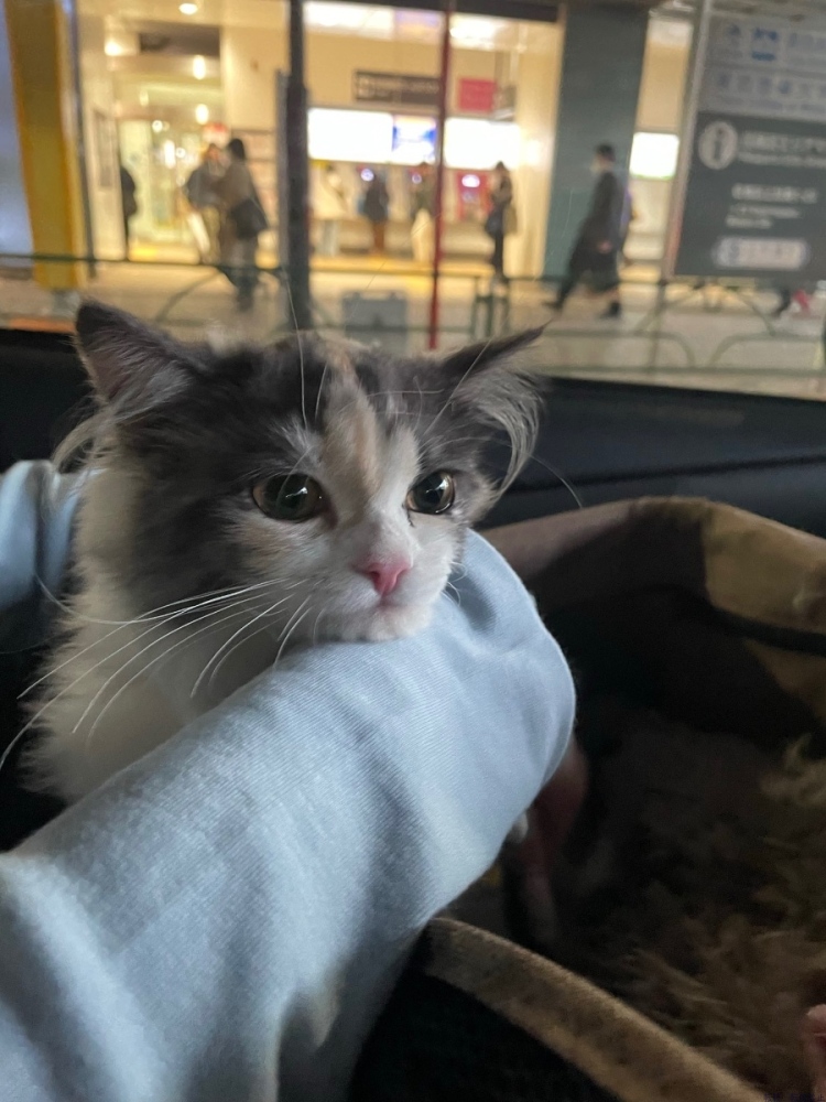 女の子ブログ画像