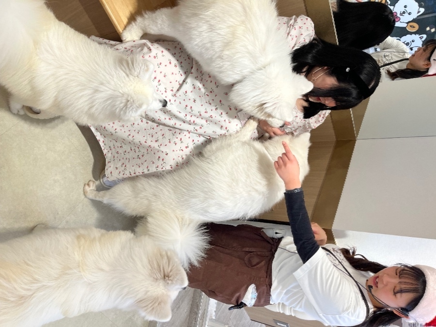 女の子ブログ画像