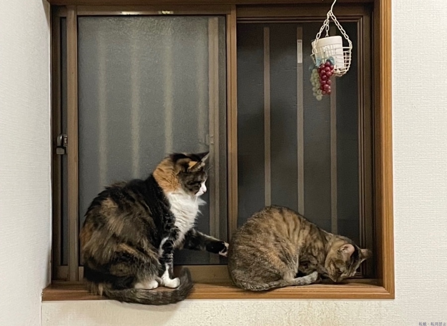 女の子ブログ画像