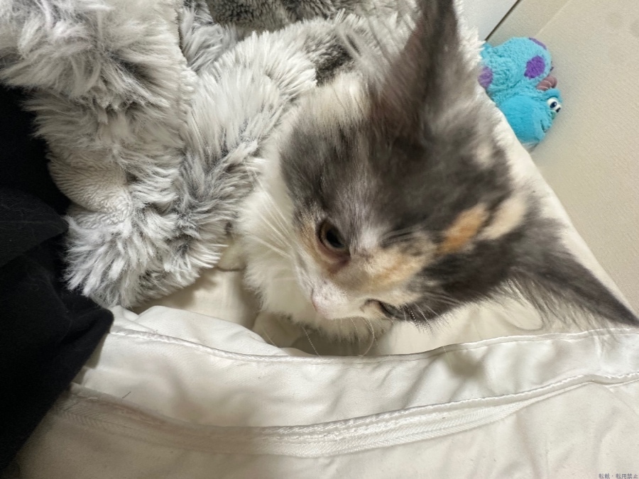 新着女の子ブログ画像