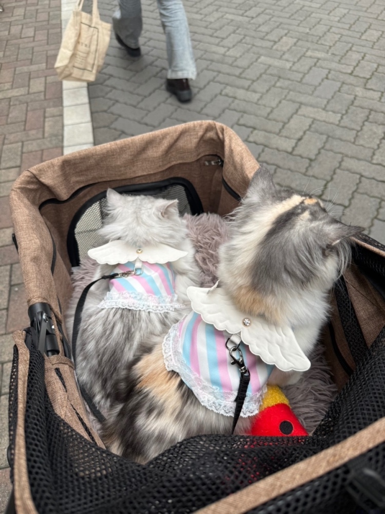 新着女の子ブログ画像