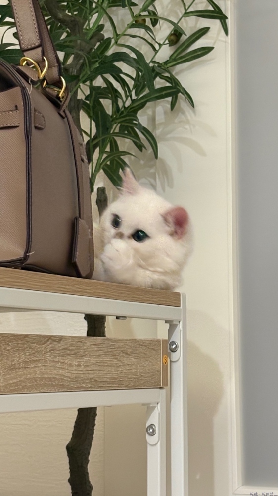 新着女の子ブログ画像