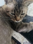中森 あきなのプロフィール画像