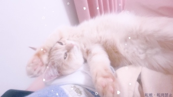 ブログ画像