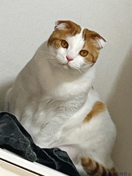 ブログ画像