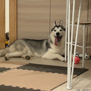 ブログ画像