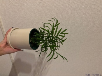 ブログ画像