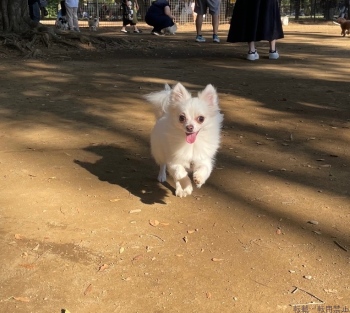 ブログ画像