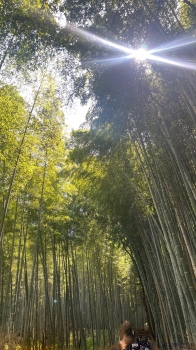 ブログ画像