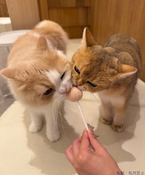 ブログ画像