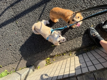 ブログ画像