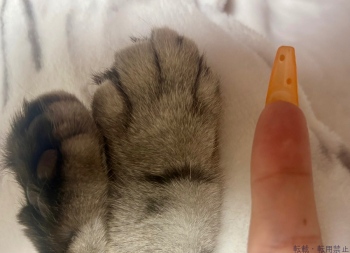 ブログ画像