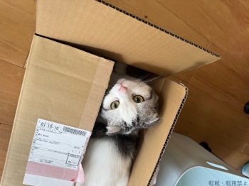 ブログ画像