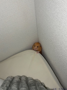 ブログ画像