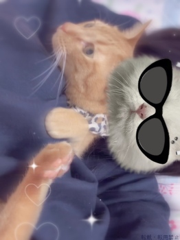 ブログ画像