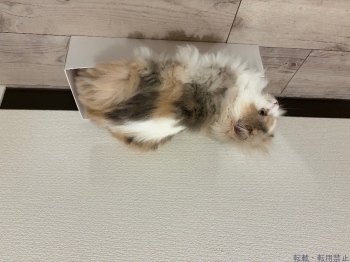 ブログ画像
