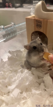 ブログ画像