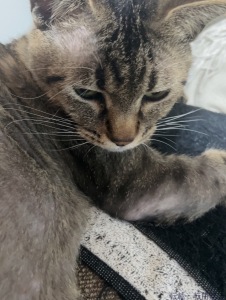 中森 あきな