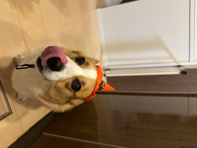 ブログ画像