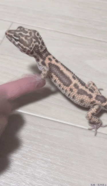 ブログ画像