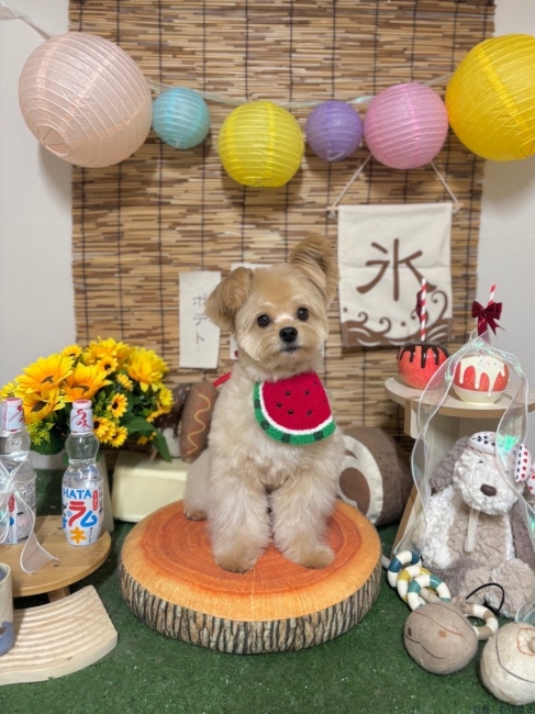 ブログ画像