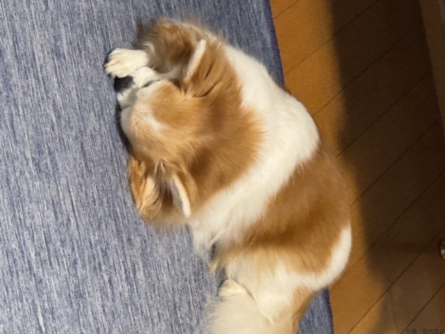 ブログ画像