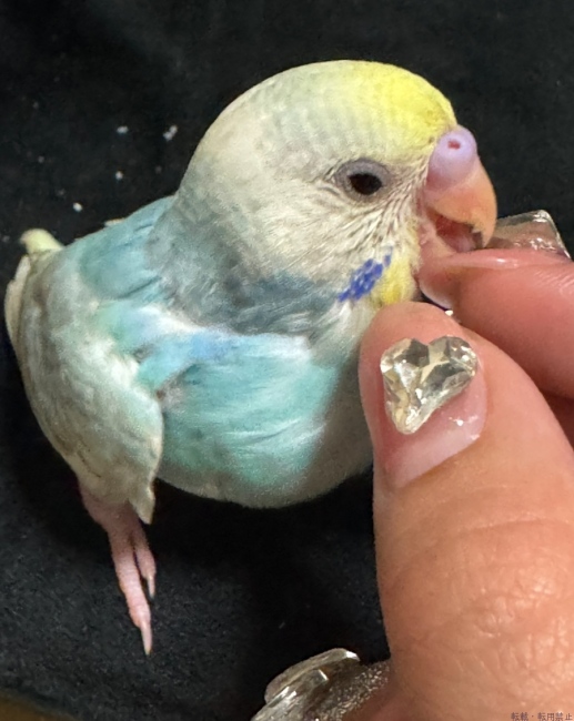 ブログ画像