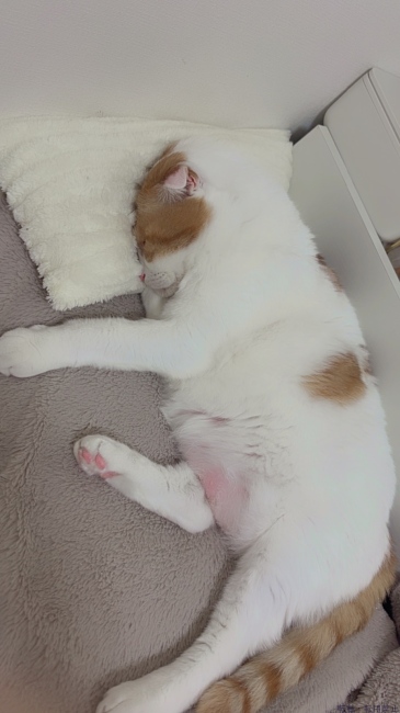 ブログ画像