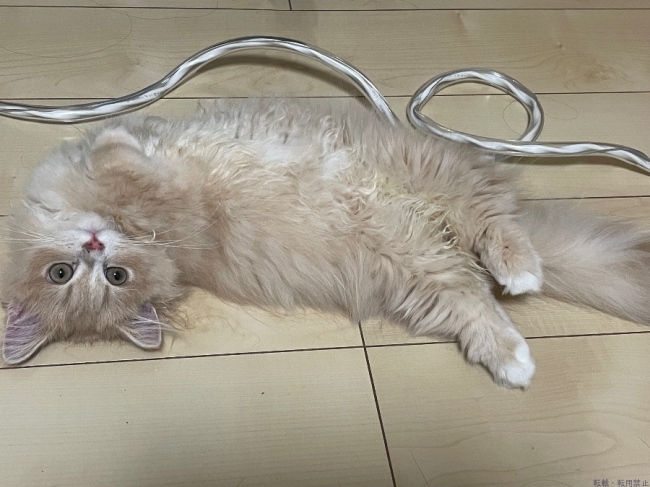 ブログ画像