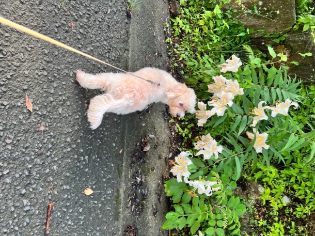 ブログ画像