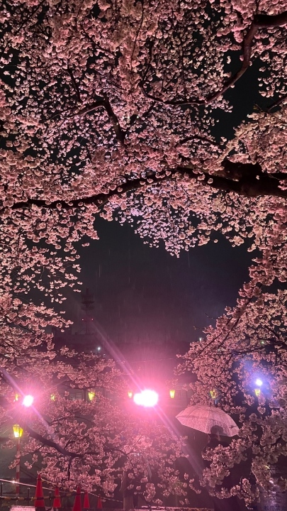ブログ写真
